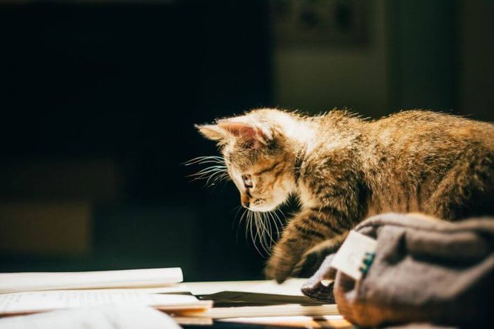 A cat researching tips and techniques for passing the certification exam on the first try